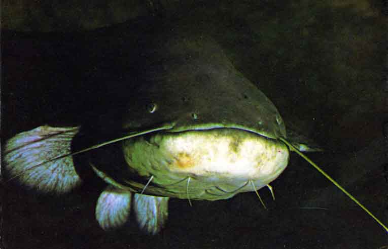 aquarium catfish